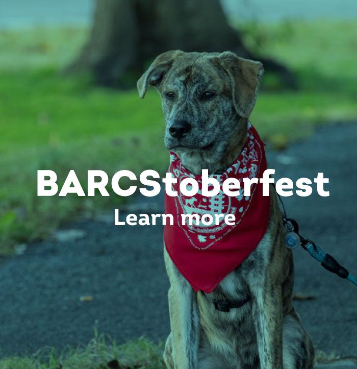 BARCStoberfest