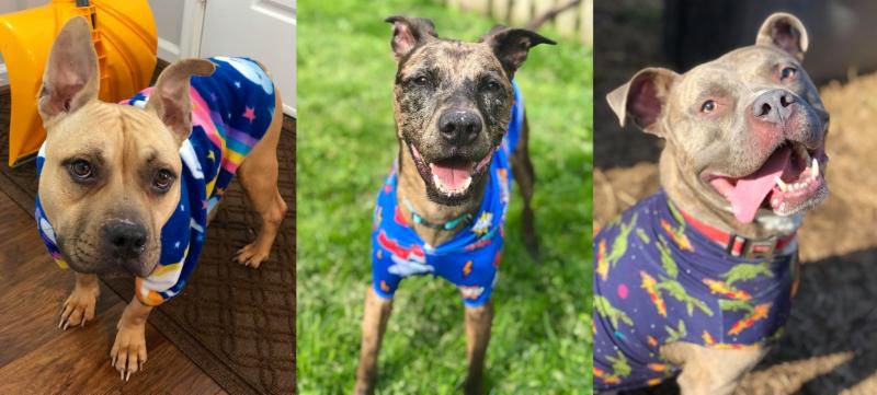 Puppies in Pajamas: A Positive Way to Promote Adoptability